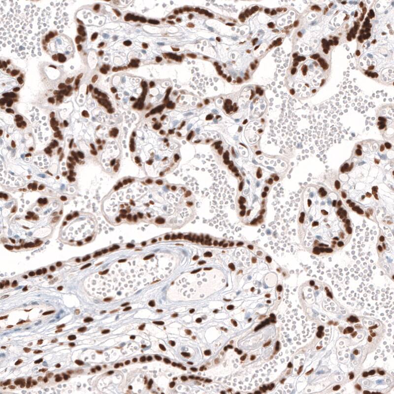 KLF4 Antibody (CL5782) - Azide and BSA Free Immunohistochemistry-Paraffin: KLF4 Antibody [NBP3-44207]