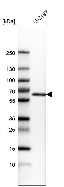 KLF4 Antibody (CL5782) - Azide and BSA Free Western Blot: KLF4 Antibody [NBP3-44207]