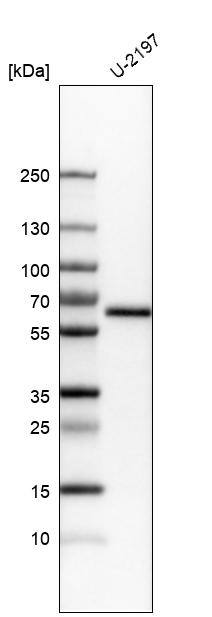 KLF4 Antibody (CL5785) - Azide and BSA Free Western Blot: KLF4 Antibody [NBP3-44208]