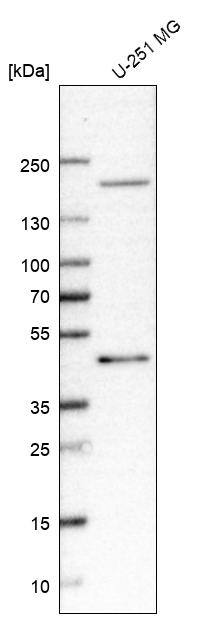 GPR17 Antibody (CL10474) - Azide and BSA Free Western Blot: GPR17 Antibody [NBP3-44216]