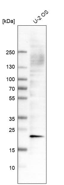 AlphaB Crystallin/CRYAB Antibody (CL10765) - Azide and BSA Free Western Blot: AlphaB Crystallin/CRYAB Antibody [NBP3-44221]
