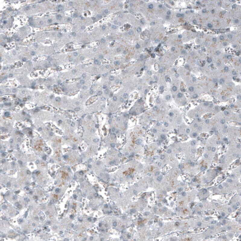SF-1/NR5A1/Steroidogenic Factor 1 Antibody (CL9101) - Azide and BSA Free Immunohistochemistry-Paraffin: SF-1/NR5A1/Steroidogenic Factor 1 Antibody [NBP3-44229]
