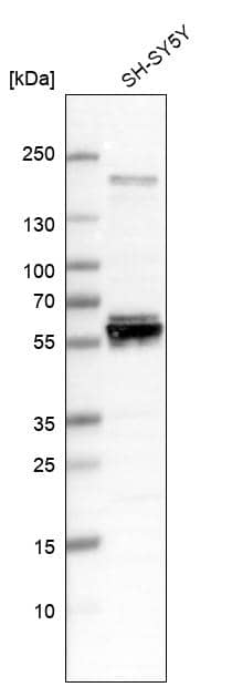 AMIGO3 Antibody (CL11023) - Azide and BSA Free Western Blot: AMIGO3 Antibody [NBP3-44230]