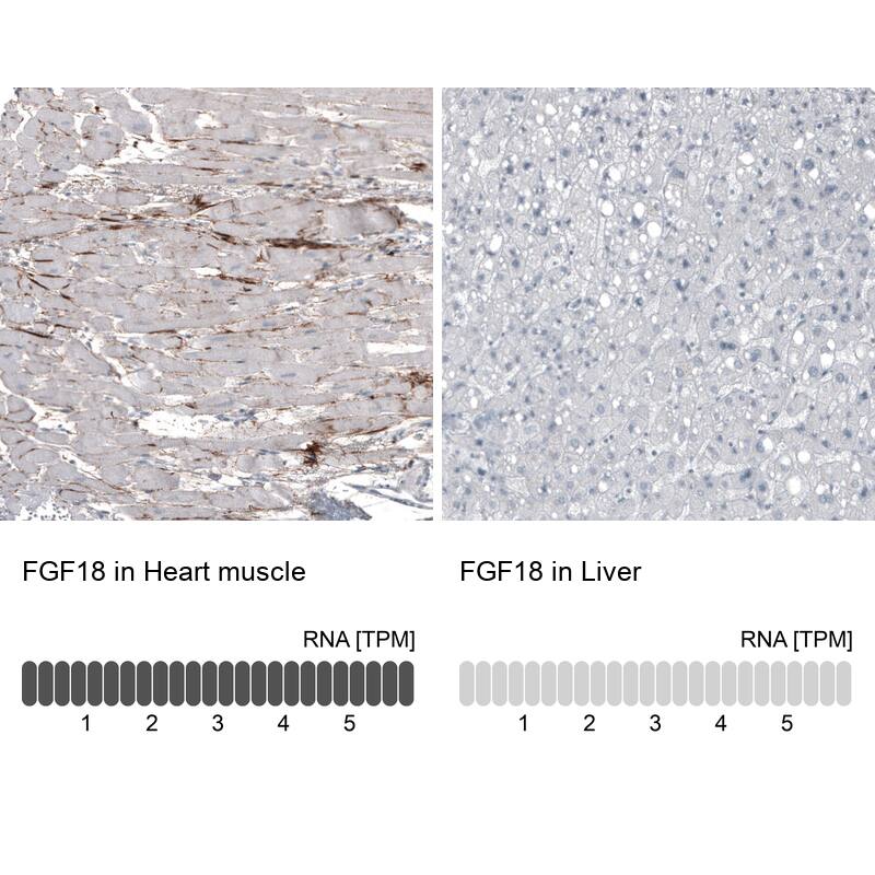 FGF18 Antibody (CL7628) - Azide and BSA Free Immunohistochemistry-Paraffin: FGF18 Antibody [NBP3-44231]