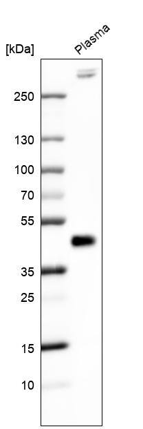 FGF18 Antibody (CL7628) - Azide and BSA Free Western Blot: FGF18 Antibody [NBP3-44231]