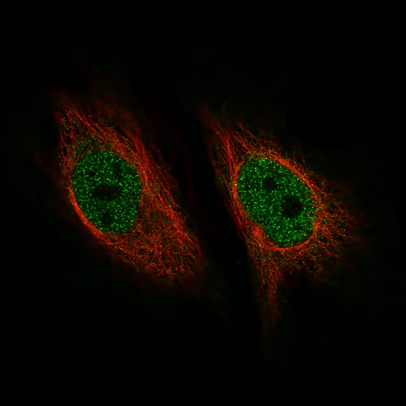 ZNF10 Antibody (CL9747) - Azide and BSA Free Immunocytochemistry/ Immunofluorescence: ZNF10 Antibody [NBP3-44233]