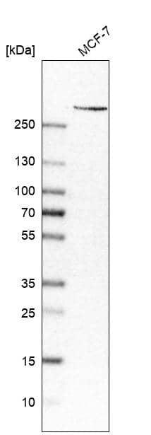 PIEZO1 Antibody (CL9714) - Azide and BSA Free Western Blot: PIEZO1 Antibody [NBP3-44234]