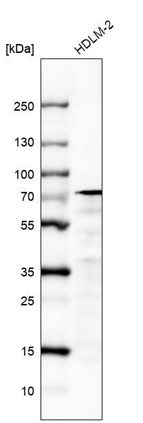 IL-4I1 Antibody (CL9071) - Azide and BSA Free Western Blot: IL-4I1 Antibody [NBP3-44235]