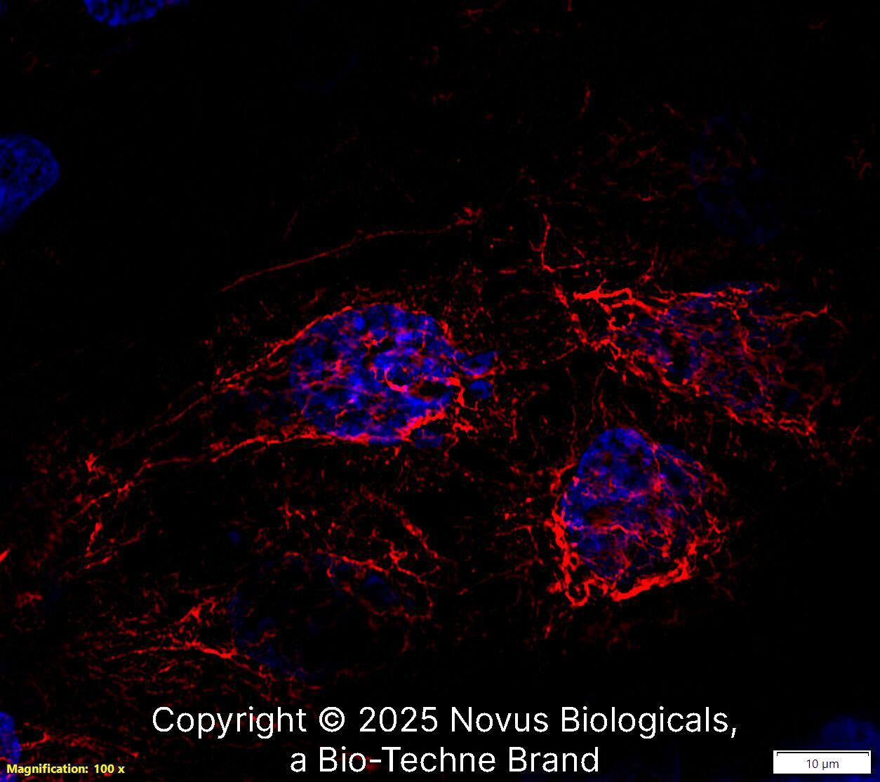 Cytokeratin 5 Antibody (CL9297) [DyLight 550]