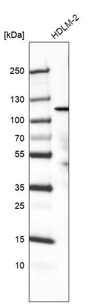 PIK3CA Antibody (CL8345) - Azide and BSA Free Western Blot: PIK3CA Antibody [NBP3-44240]