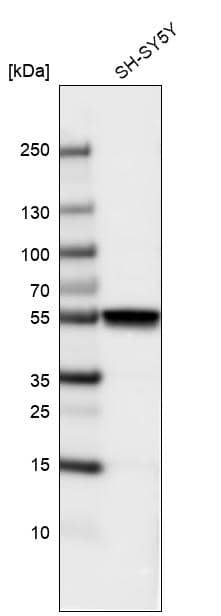 beta-III Tubulin Antibody (CL5813) - Azide and BSA Free Western Blot: beta-III Tubulin Antibody [NBP3-44243]