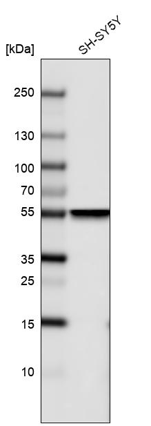 beta-III Tubulin Antibody (CL5814) - Azide and BSA Free Western Blot: beta-III Tubulin Antibody [NBP3-44244]