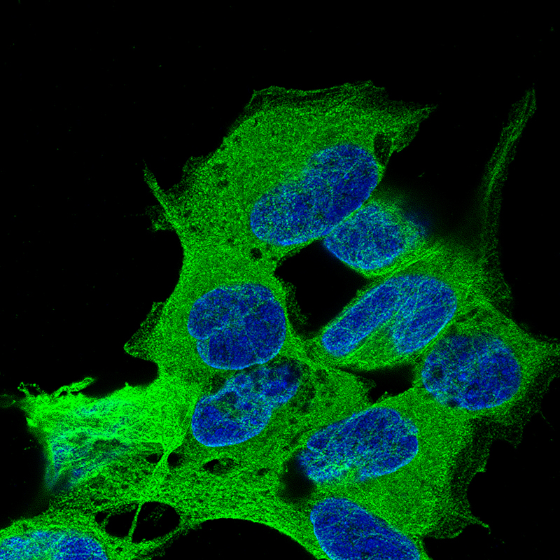 beta-III Tubulin Antibody (CL5814) - Azide and BSA Free Immunocytochemistry/ Immunofluorescence: beta-III Tubulin Antibody [NBP3-44244]