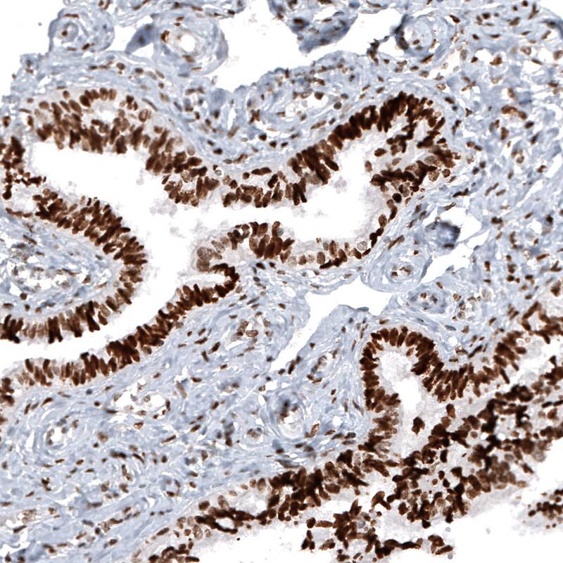 Macro H2A.2 Antibody (CL5263) - Azide and BSA Free Immunohistochemistry-Paraffin: Macro H2A.2 Antibody [NBP3-44246]