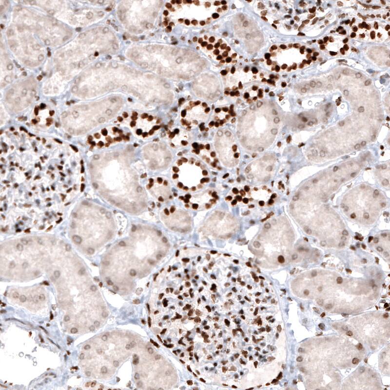 Macro H2A.2 Antibody (CL5263) - Azide and BSA Free Immunohistochemistry-Paraffin: Macro H2A.2 Antibody [NBP3-44246]
