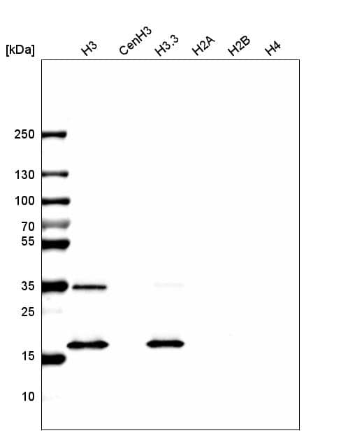 HIST1H3A Antibody (CL4967) - Azide and BSA Free Western Blot: HIST1H3A Antibody [NBP3-44249]
