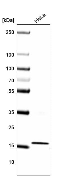 HIST1H3A Antibody (CL4967) - Azide and BSA Free Western Blot: HIST1H3A Antibody [NBP3-44249]
