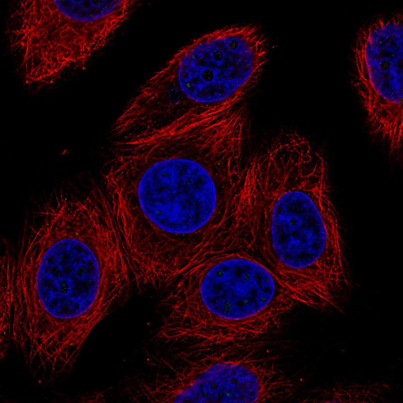 Connexin 30/GJB6 Antibody (CL4540) - Azide and BSA Free Immunocytochemistry/ Immunofluorescence: Connexin 30/GJB6 Antibody [NBP3-44250]