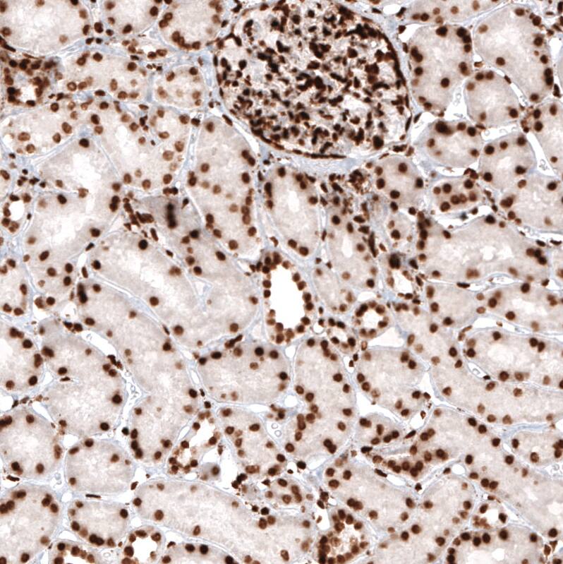 HIST1H2AG Antibody (CL5039) - Azide and BSA Free Immunohistochemistry-Paraffin: HIST1H2AG Antibody [NBP3-44251]