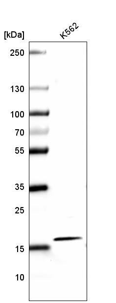 HIST1H2AG Antibody (CL5039) - Azide and BSA Free Western Blot: HIST1H2AG Antibody [NBP3-44251]