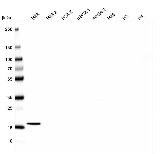 HIST1H2AG Antibody (CL5039) - Azide and BSA Free Western Blot: HIST1H2AG Antibody [NBP3-44251]