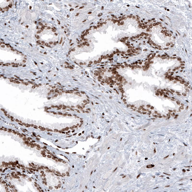 HIST1H2AG Antibody (CL5041) - Azide and BSA Free Immunohistochemistry-Paraffin: HIST1H2AG Antibody [NBP3-44252]