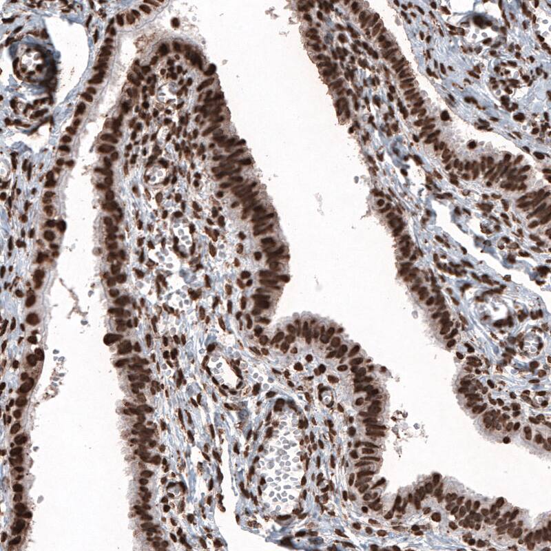 HIST1H2BC Antibody (CL5048) - Azide and BSA Free Immunohistochemistry-Paraffin: HIST1H2BC Antibody [NBP3-44253]