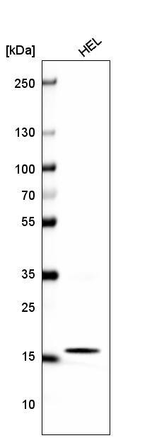 HIST1H2BC Antibody (CL5048) - Azide and BSA Free Western Blot: HIST1H2BC Antibody [NBP3-44253]