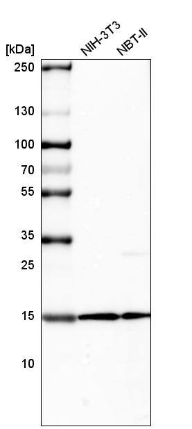 HIST1H2BC Antibody (CL5101) - Azide and BSA Free Western Blot: HIST1H2BC Antibody [NBP3-44254]