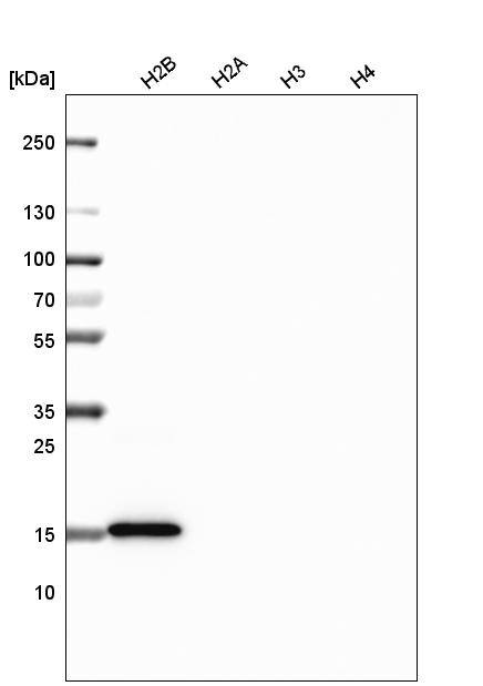 HIST1H2BC Antibody (CL5101) - Azide and BSA Free Western Blot: HIST1H2BC Antibody [NBP3-44254]