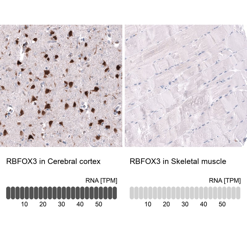 RBFOX3/NeuN Antibody (CL11896) - Azide and BSA Free Immunohistochemistry-Paraffin: RBFOX3/NeuN Antibody [NBP3-44255]