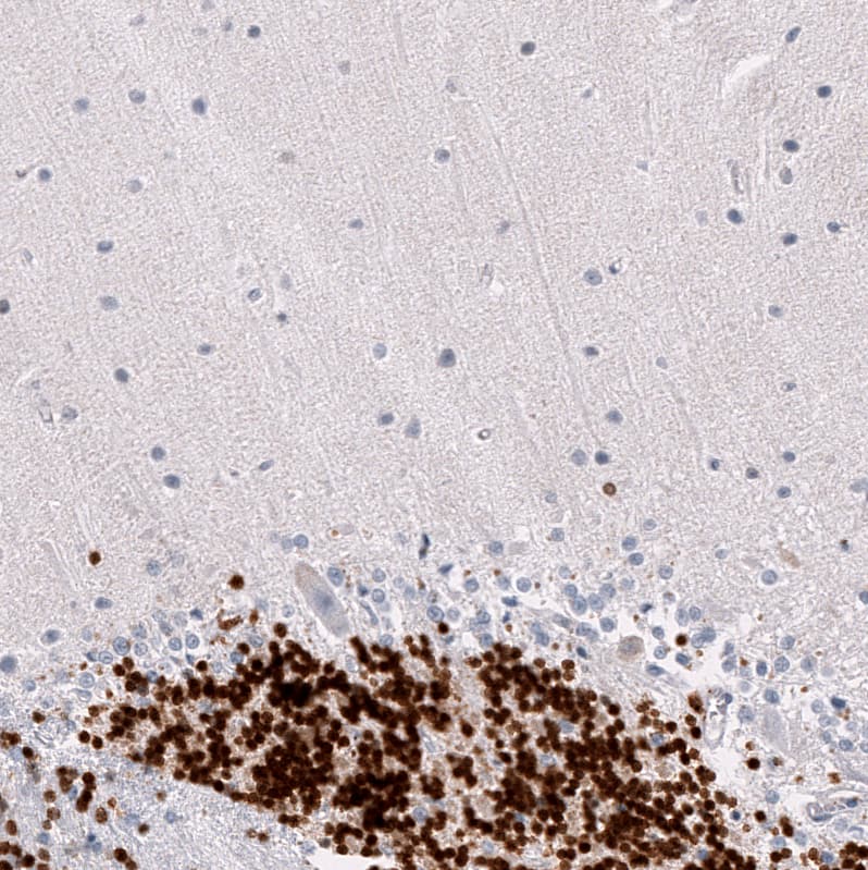 RBFOX3/NeuN Antibody (CL11896) - Azide and BSA Free Immunohistochemistry-Paraffin: RBFOX3/NeuN Antibody [NBP3-44255]