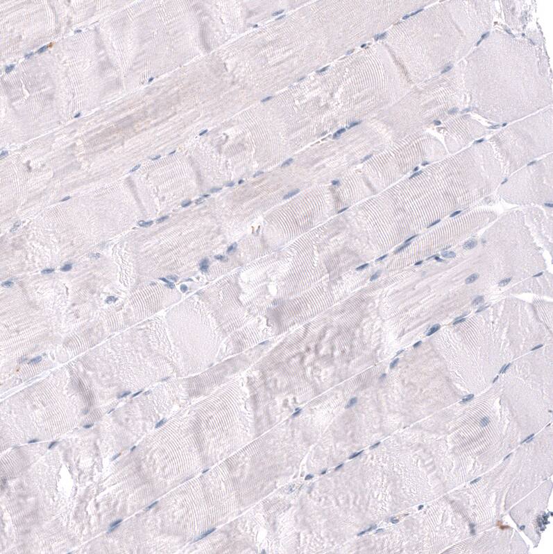 RBFOX3/NeuN Antibody (CL11896) - Azide and BSA Free Immunohistochemistry-Paraffin: RBFOX3/NeuN Antibody [NBP3-44255]