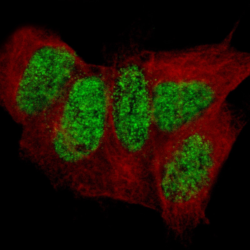 CUTL2 Antibody (CL14332) - Azide and BSA Free Immunocytochemistry/ Immunofluorescence: CUTL2 Antibody [NBP3-44256]
