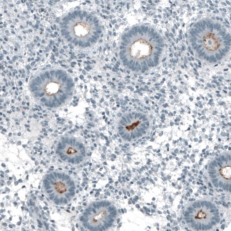 CD133 Antibody (CL7971) - Azide and BSA Free Immunohistochemistry-Paraffin: CD133 Antibody [NBP3-44257]