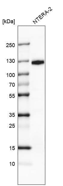 CD133 Antibody (CL7971) - Azide and BSA Free Western Blot: CD133 Antibody [NBP3-44257]