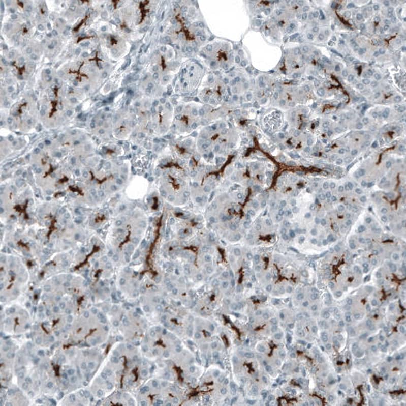 CD133 Antibody (CL7971) - Azide and BSA Free Immunohistochemistry-Paraffin: CD133 Antibody [NBP3-44257]