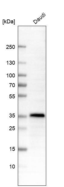 HLA DR/DP Antibody (CL10961) - Azide and BSA Free Western Blot: HLA DR/DP Antibody [NBP3-44260]