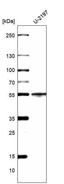 Cytokeratin 14 Antibody (CL14568) - Azide and BSA Free Western Blot: Cytokeratin 14 Antibody [NBP3-44264]
