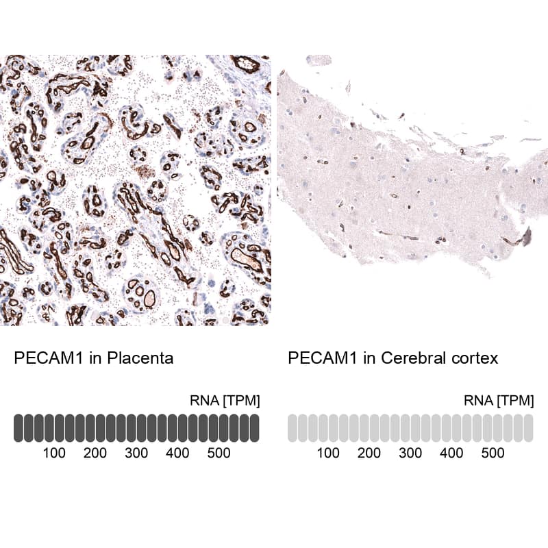 CD31/PECAM-1 Antibody (CL14696) - Azide and BSA Free Immunohistochemistry-Paraffin: CD31/PECAM-1 Antibody [NBP3-44281]
