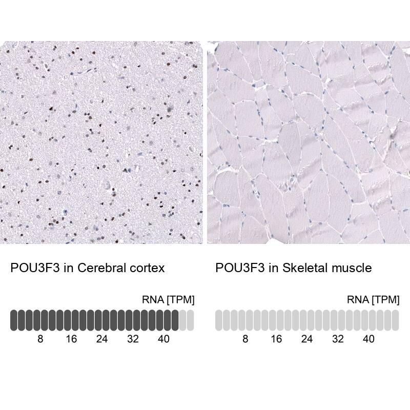 POU3F3 Antibody (CL15302) - Azide and BSA Free Immunohistochemistry-Paraffin: POU3F3 Antibody [NBP3-44291]