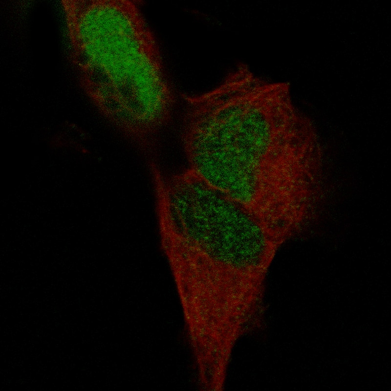 POU3F3 Antibody (CL15302) - Azide and BSA Free Immunocytochemistry/ Immunofluorescence: POU3F3 Antibody [NBP3-44291]