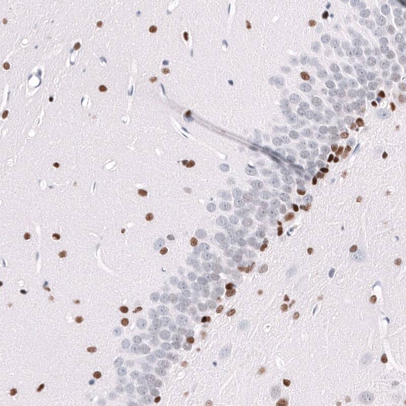 POU3F3 Antibody (CL15302) - Azide and BSA Free Immunohistochemistry-Paraffin: POU3F3 Antibody [NBP3-44291]