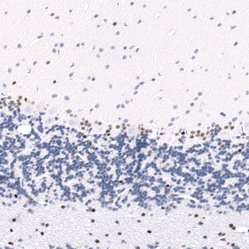 POU3F3 Antibody (CL15302) - Azide and BSA Free Immunohistochemistry-Paraffin: POU3F3 Antibody [NBP3-44291]