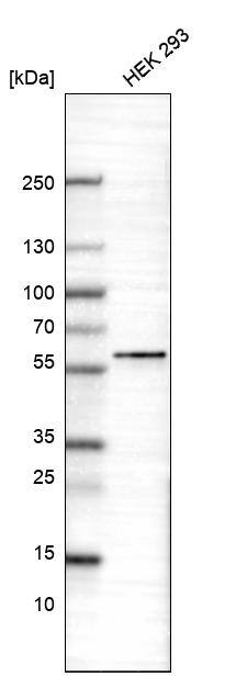 POU3F3 Antibody (CL15302) - Azide and BSA Free Western Blot: POU3F3 Antibody [NBP3-44291]