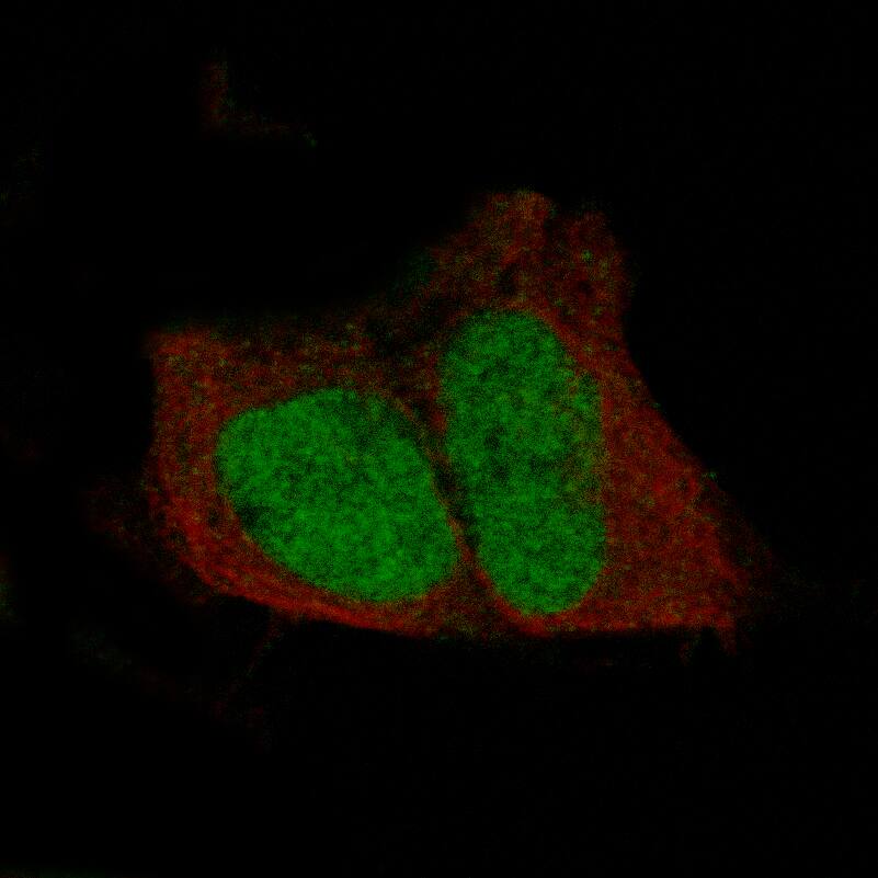 POU3F3 Antibody (CL15308) - Azide and BSA Free Immunocytochemistry/ Immunofluorescence: POU3F3 Antibody [NBP3-44292]