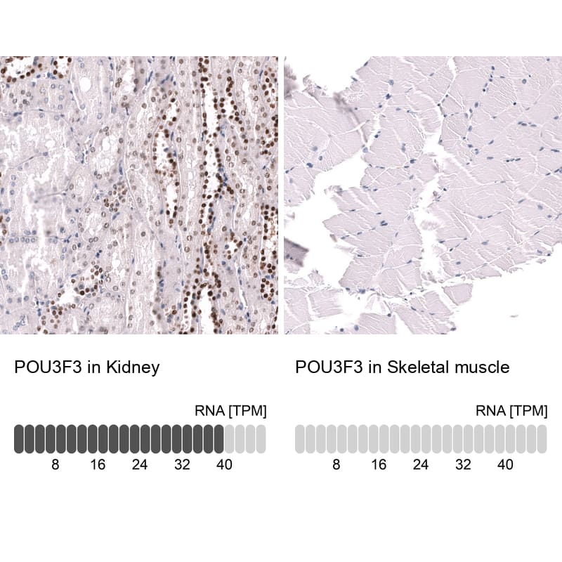 POU3F3 Antibody (CL15308) - Azide and BSA Free Immunohistochemistry-Paraffin: POU3F3 Antibody [NBP3-44292]