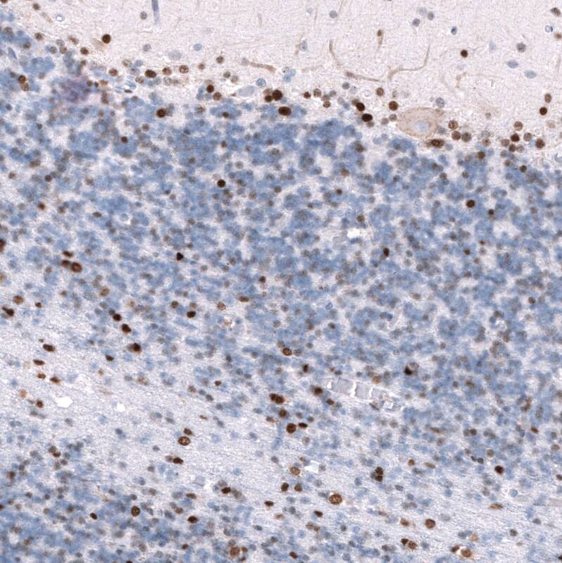 POU3F3 Antibody (CL15308) - Azide and BSA Free Immunohistochemistry-Paraffin: POU3F3 Antibody [NBP3-44292]