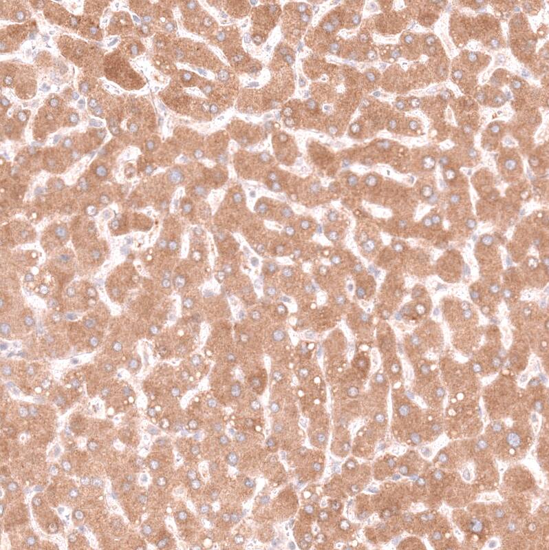 Pleiotrophin/PTN Antibody (CL15628) - Azide and BSA Free Immunohistochemistry-Paraffin: Pleiotrophin/PTN Antibody [NBP3-44293]