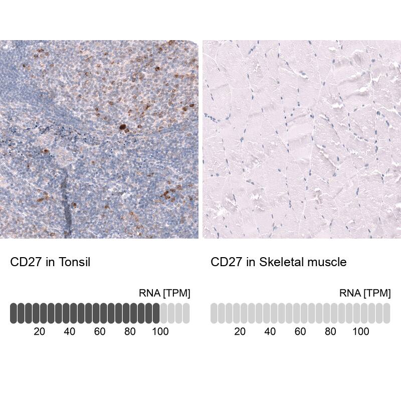 CD27/TNFRSF7 Antibody (CL15464) - Azide and BSA Free Immunohistochemistry-Paraffin: CD27/TNFRSF7 Antibody [NBP3-44297]